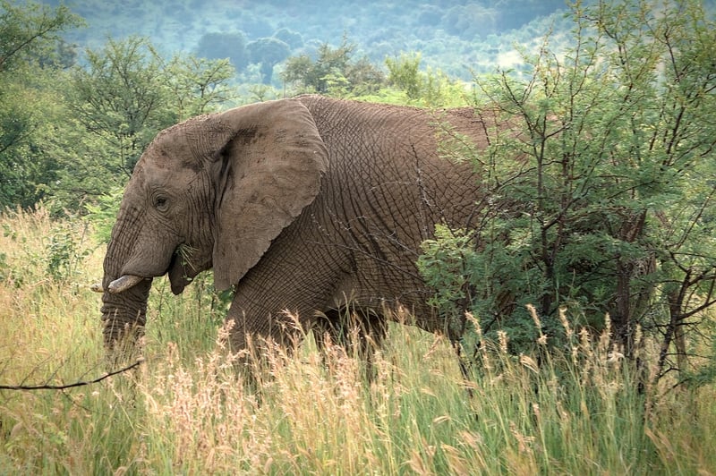 Safari Scene
